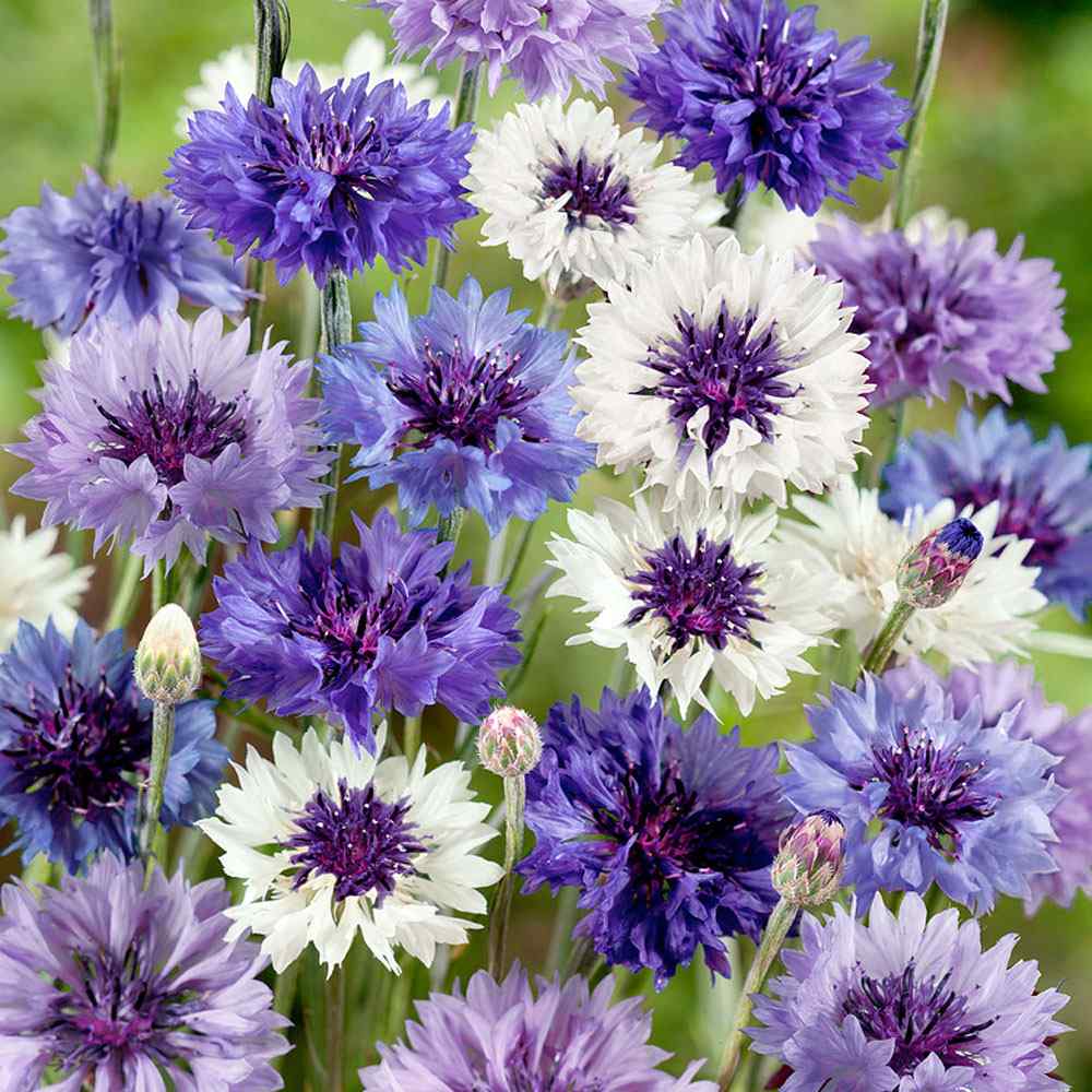 Cornflower Fantastic Mix Vibrant Color Bloom Flower Seeds