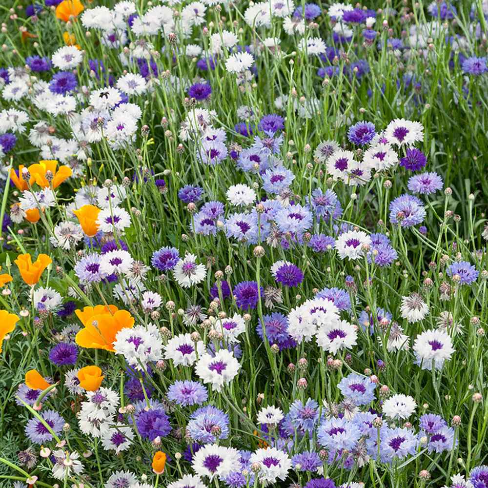 Cornflower Fantastic Mix Vibrant Color Bloom Flower Seeds