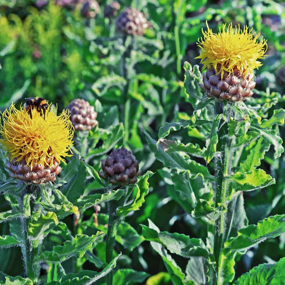 Cornflower Macrocephala Large Yellow Bloom Flower Seeds