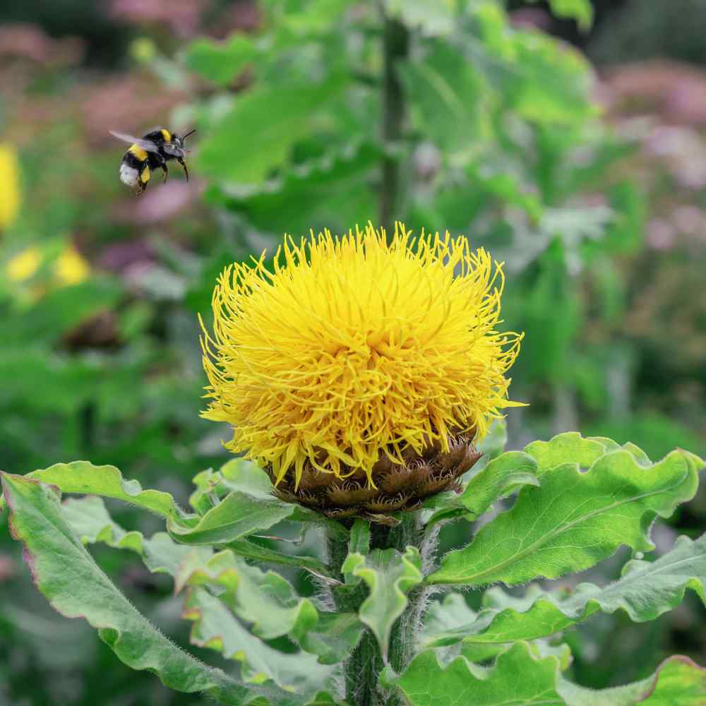 Cornflower Macrocephala Large Yellow Bloom Flower Seeds