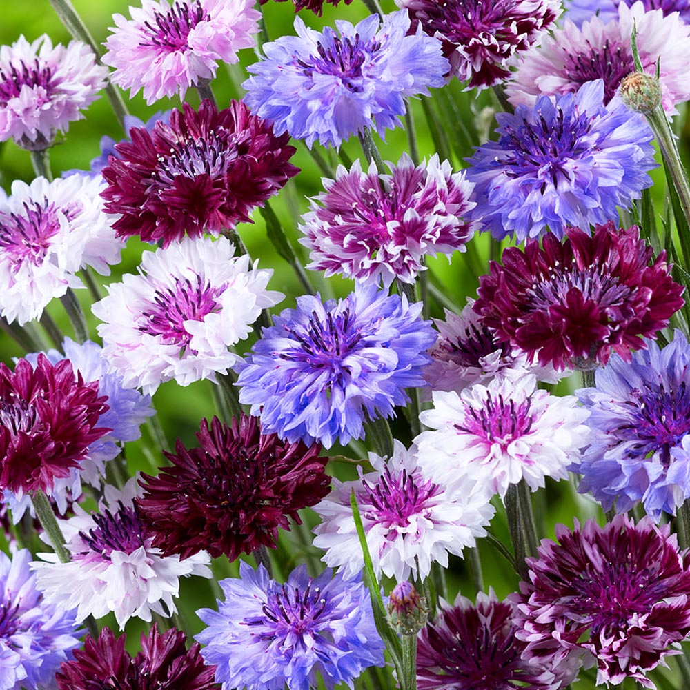 Cornflower Magic Mix Assorted Color Flower Seeds