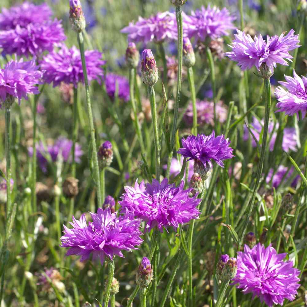 Cornflower Mauve Soft Purple Bloom Flower Seeds