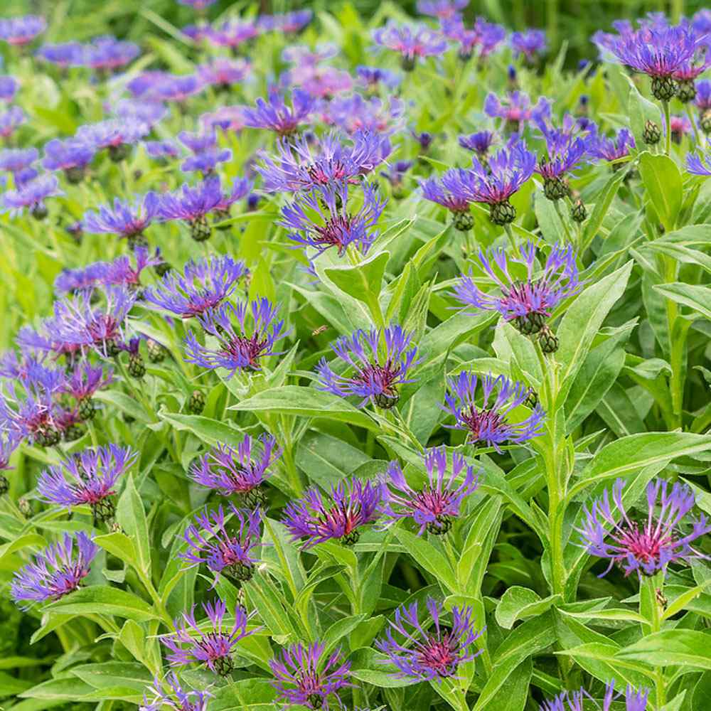 Cornflower Montana Mountain Blue Bloom Flower Seeds