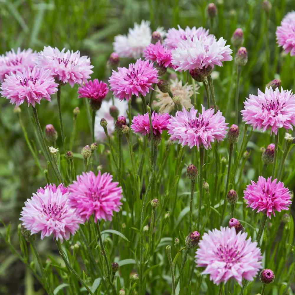 Cornflower Pink Delicate Shade Flower Seeds