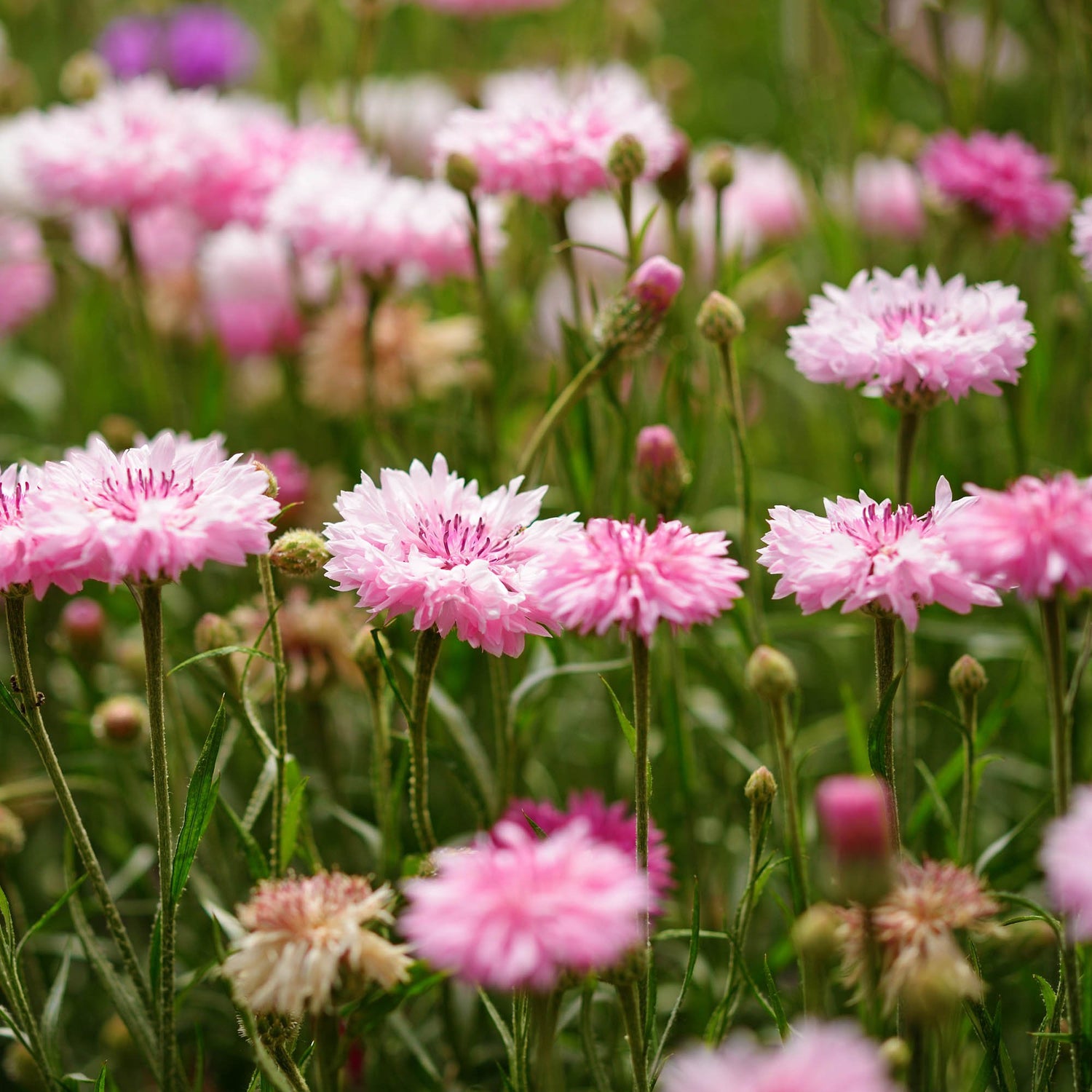 Cornflower Pink Delicate Shade Flower Seeds