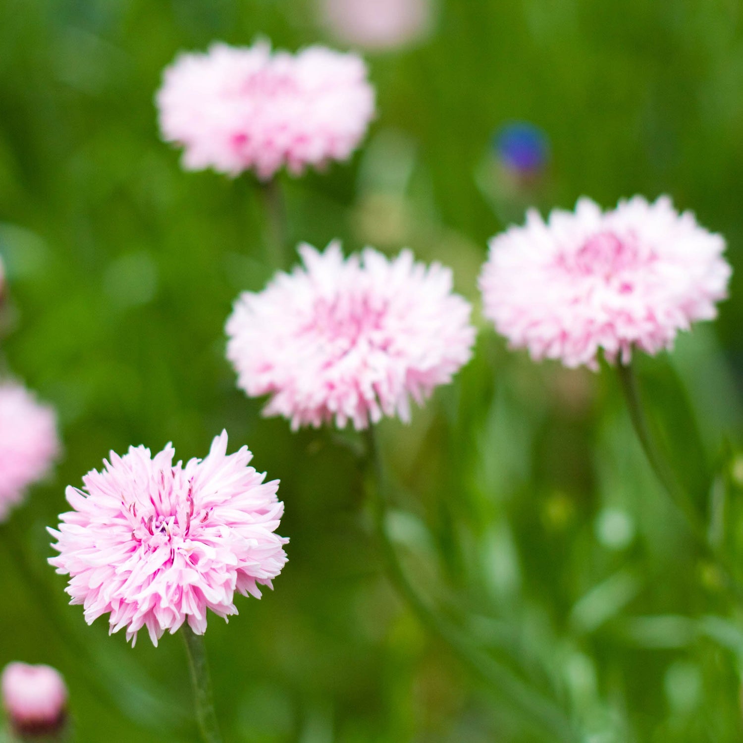 Cornflower Pink Delicate Shade Flower Seeds