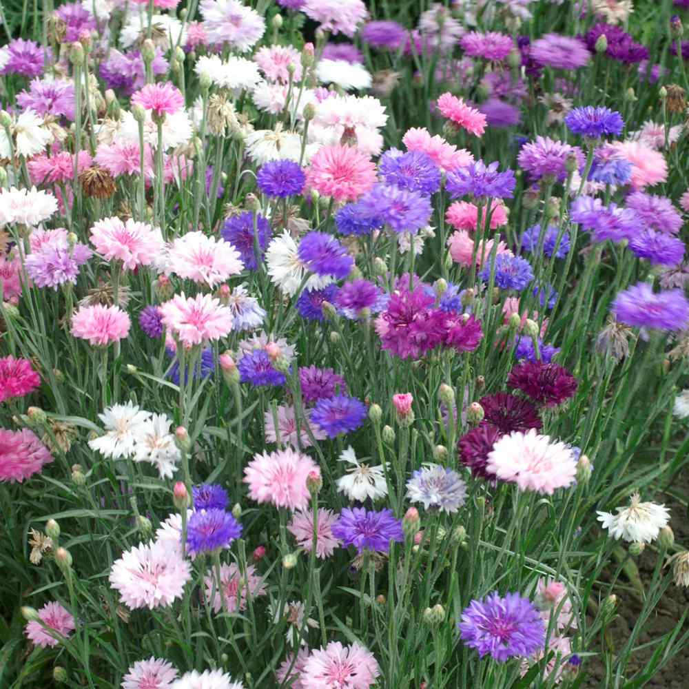 Cornflower Polka Dot Speckled Bloom Flower Seeds