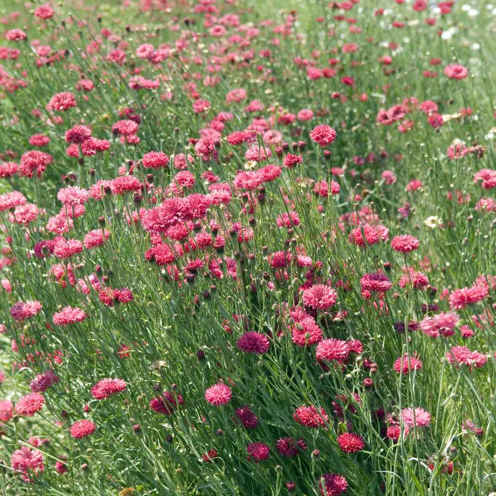 Cornflower Red Bold Crimson Bloom Flower Seeds