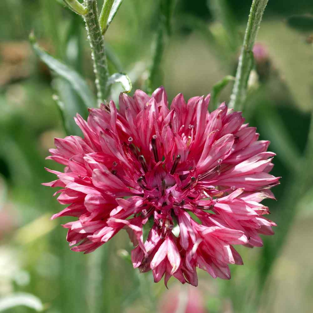 Cornflower Red Bold Crimson Bloom Flower Seeds