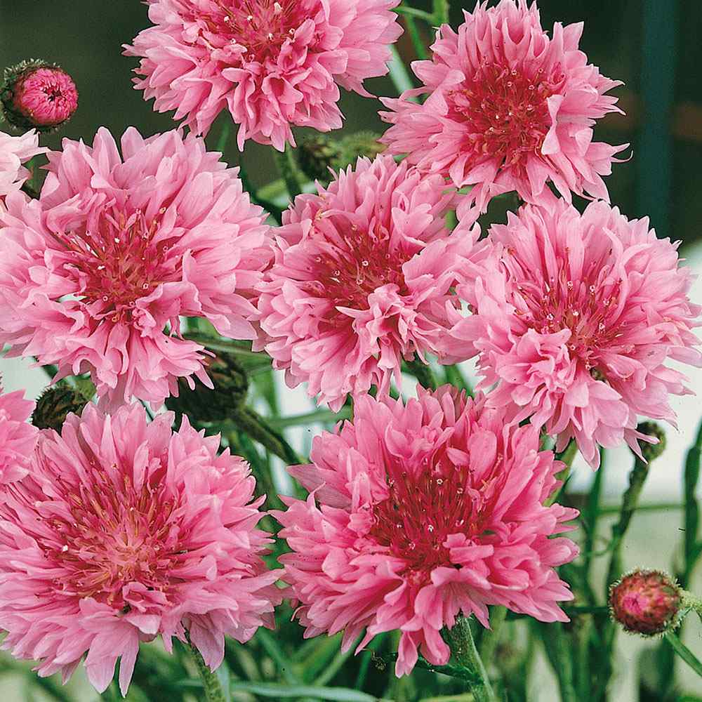 Cornflower Red Bold Crimson Bloom Flower Seeds