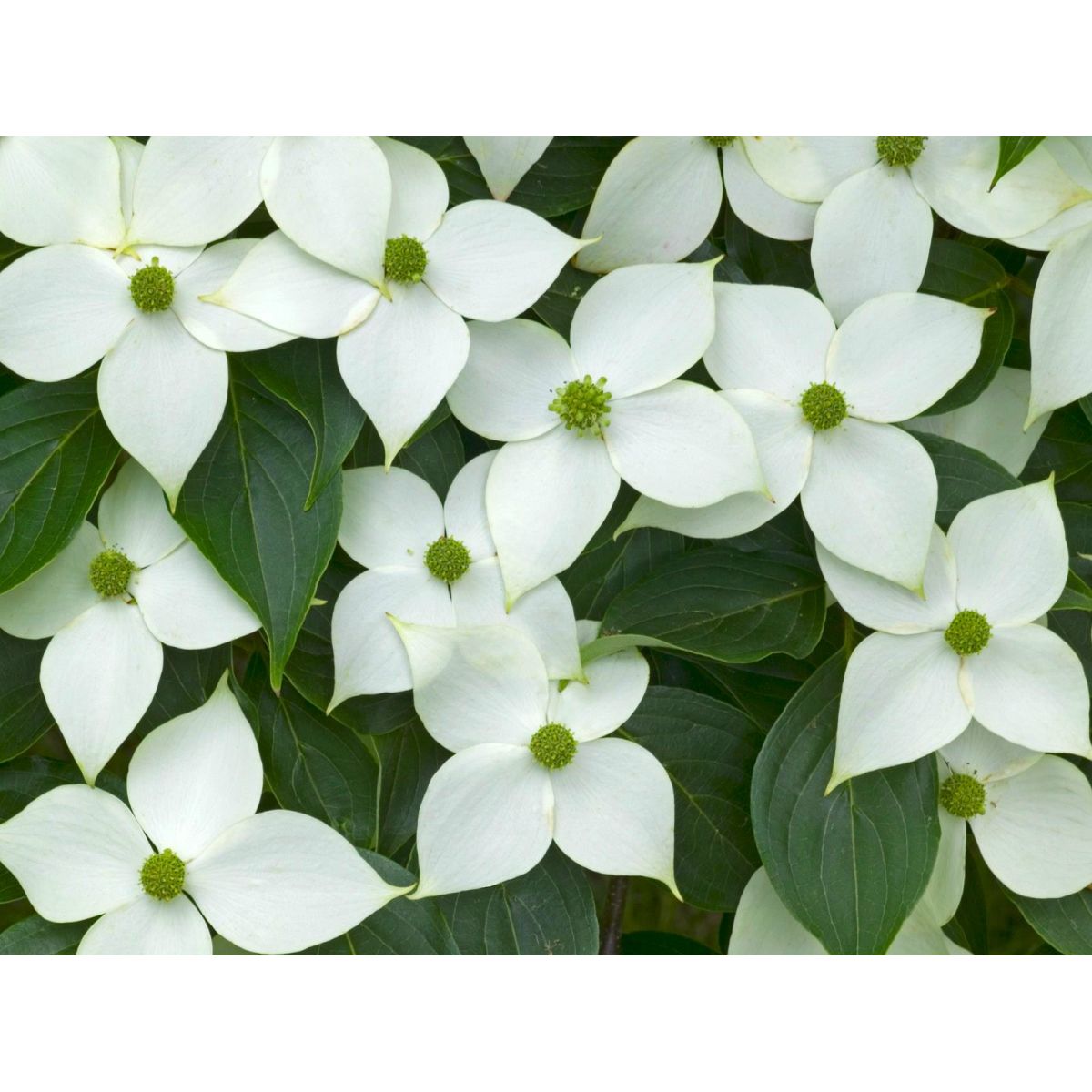 Kousa Dogwood Tree