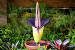Heirloom Purple Corpse Titan Arum flower seeds – non‑GMO rare botanical seeds Dhara Seeds