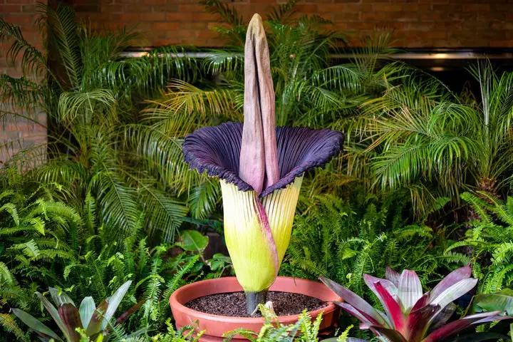 Heirloom Purple Corpse Titan Arum flower seeds – non‑GMO rare botanical seeds Dhara Seeds