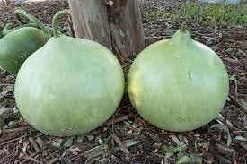 Corsican Vegetable Seeds for Planting - 100 Pcs pcs - Dharaseeds