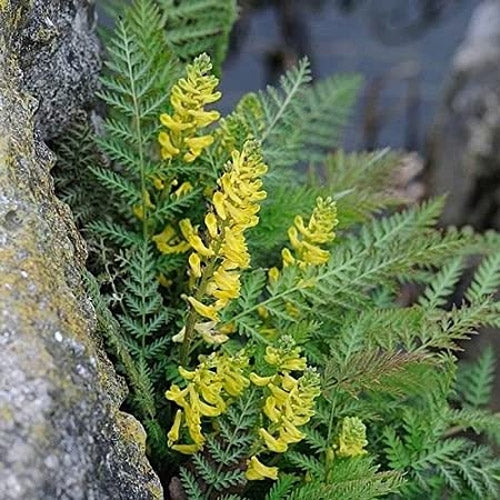 Corydalis Manchu Shade-Loving Perennial Plant Seeds