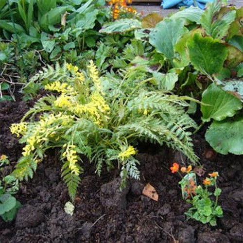 Corydalis Manchu Shade-Loving Perennial Plant Seeds