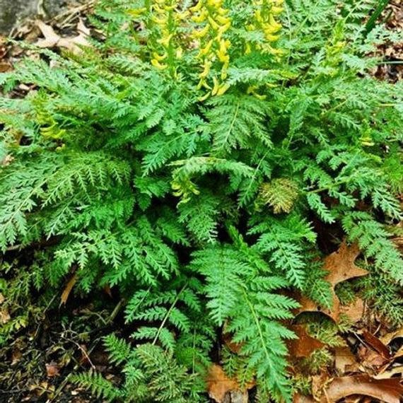 Corydalis Manchu Shade-Loving Perennial Plant Seeds