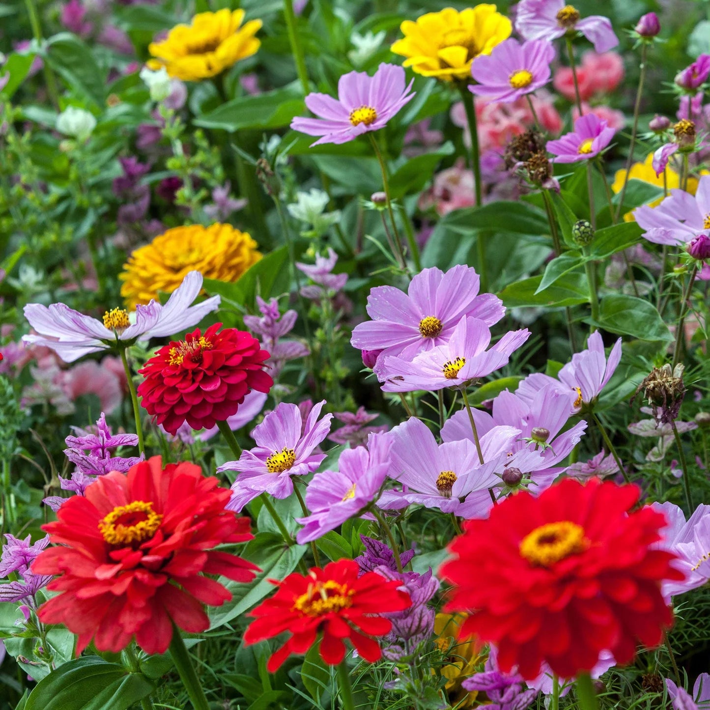 Cosmic Zen - Zinnia & Cosmos Flower Seed Mix