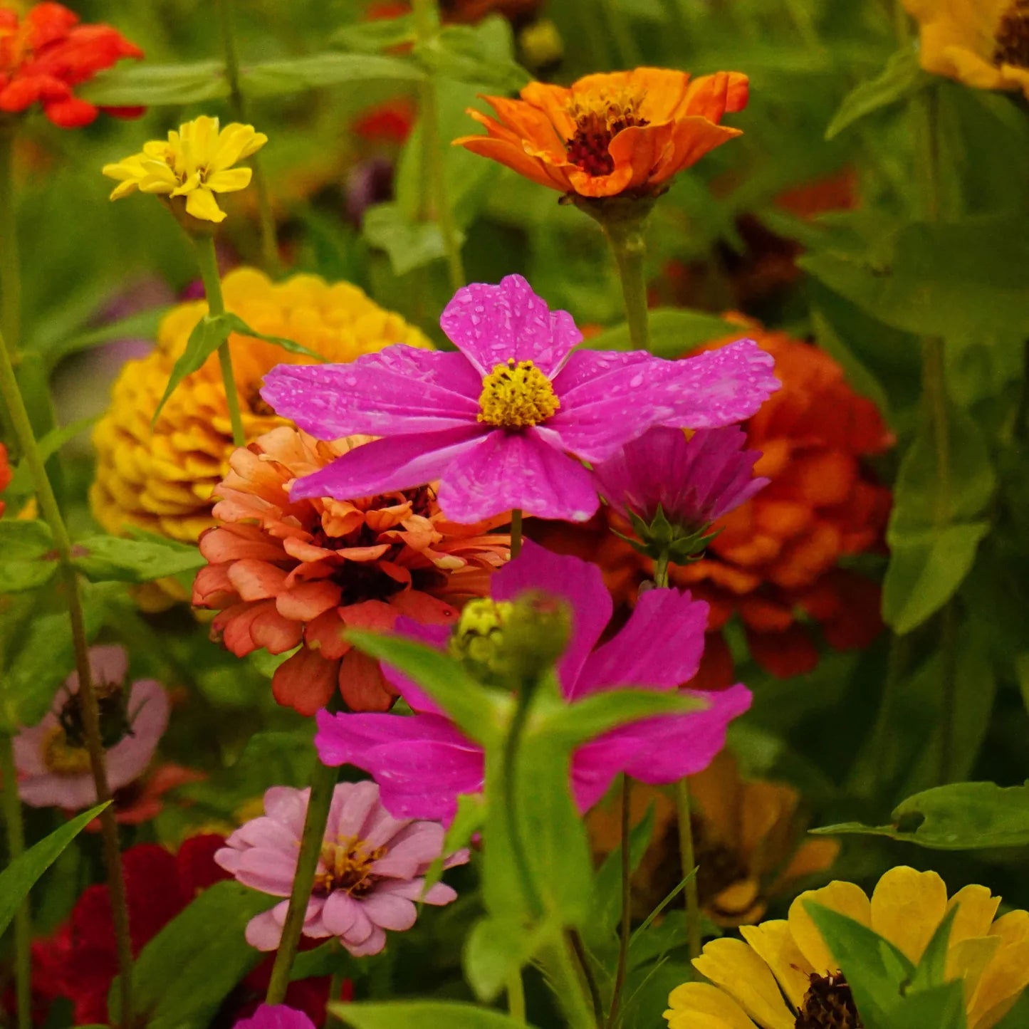 Cosmic Zen - Zinnia & Cosmos Flower Seed Mix