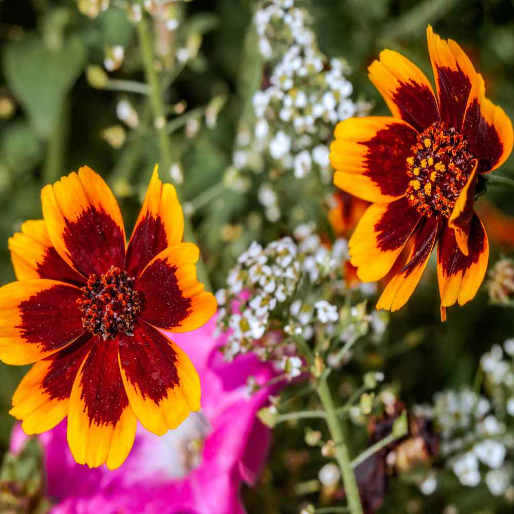 Cosmidium Brunette Dark Petal Bloom Flower Seeds