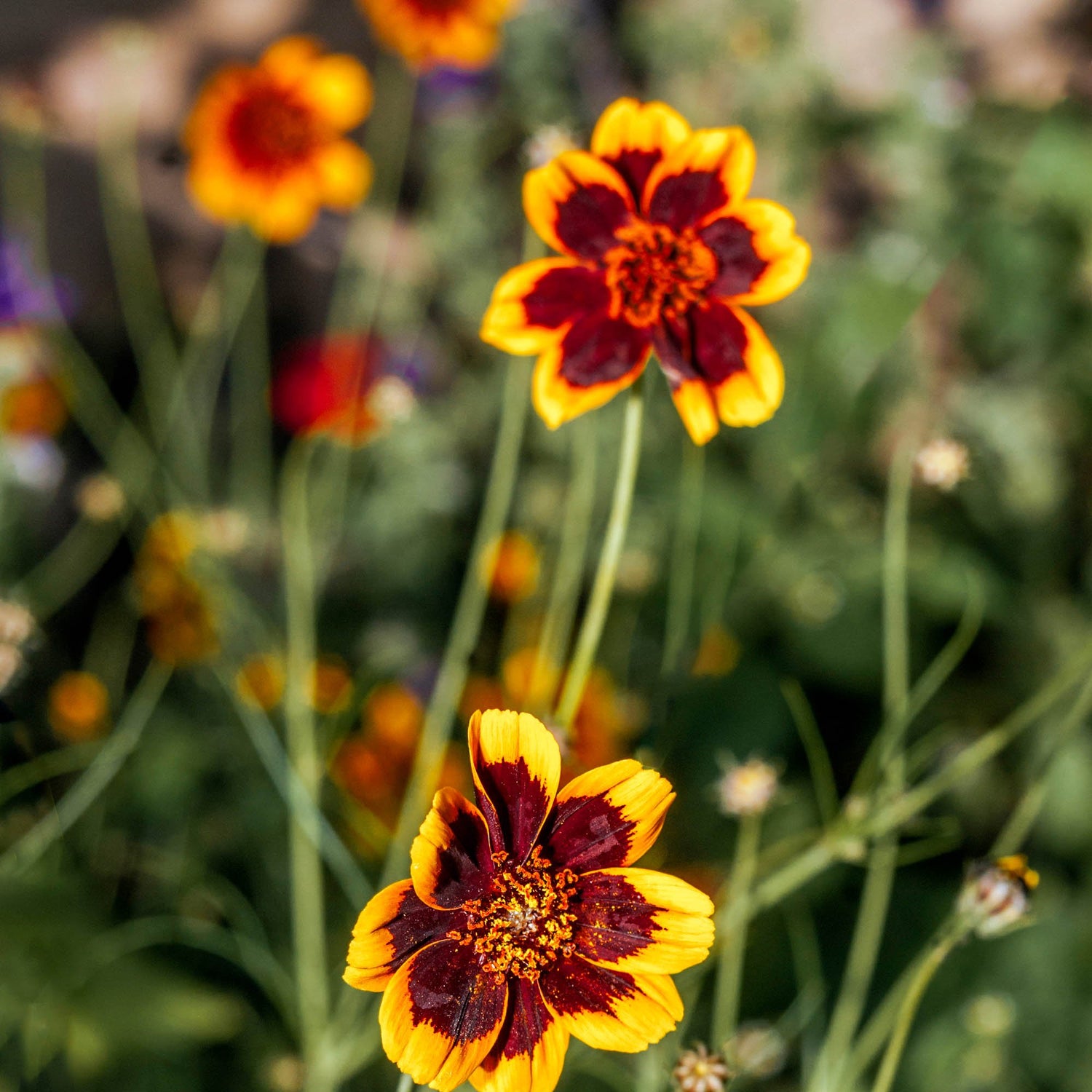 Cosmidium Brunette Dark Petal Bloom Flower Seeds