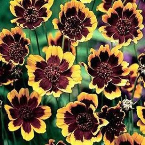 Cosmidium Brunette Dark Petal Bloom Flower Seeds