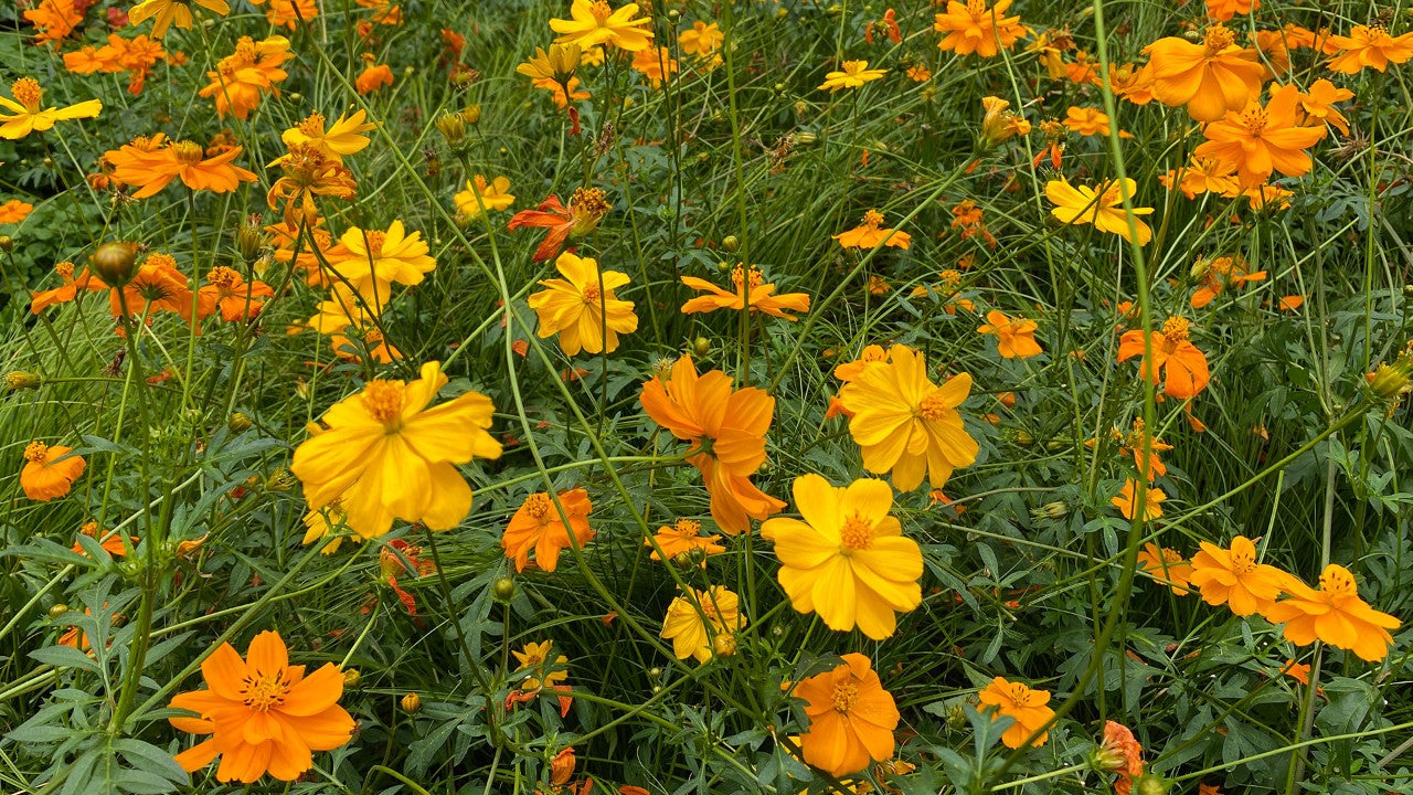 Sulphur Cosmos Seeds - Sulphur Carpet Mix