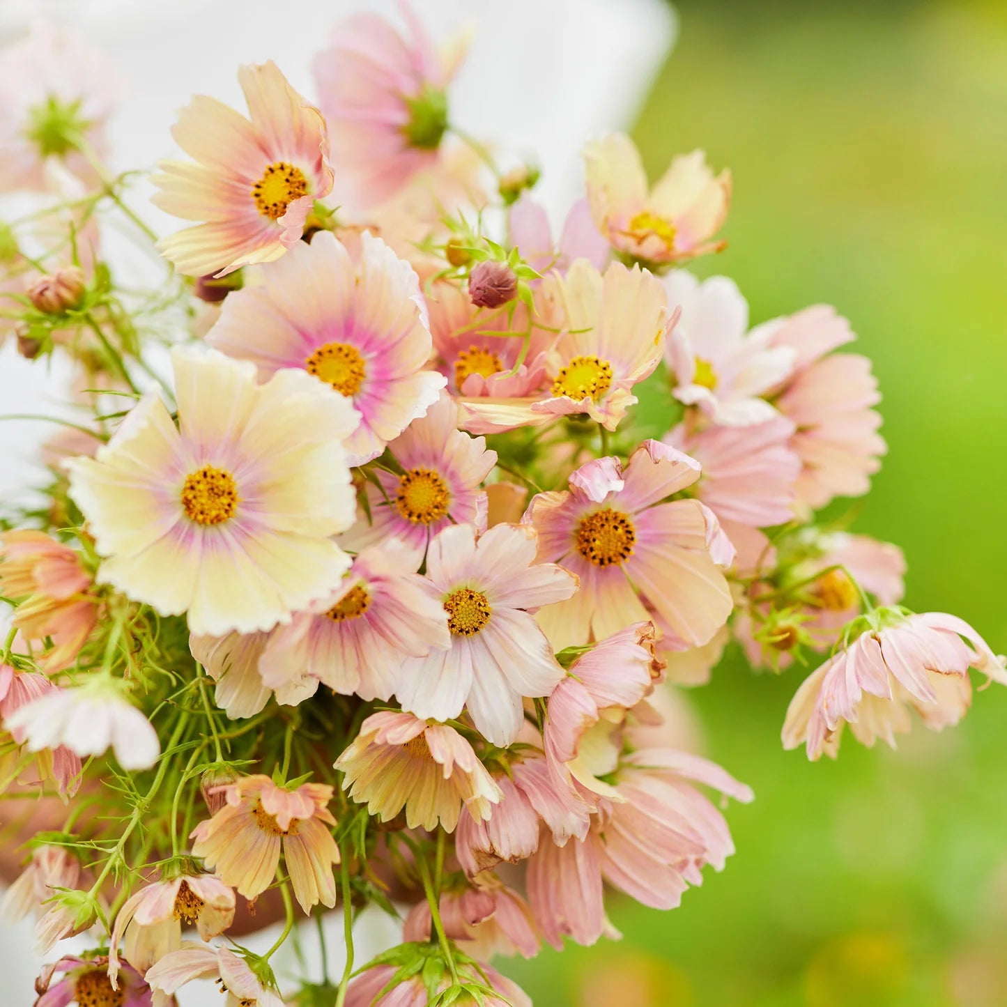 Cosmos Seeds - Apricot Lemonade