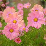 Cosmos Apricotta Imported heirloom non-gmo garden seeds