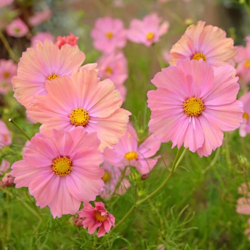 Cosmos Apricotta Imported heirloom non-gmo garden seeds