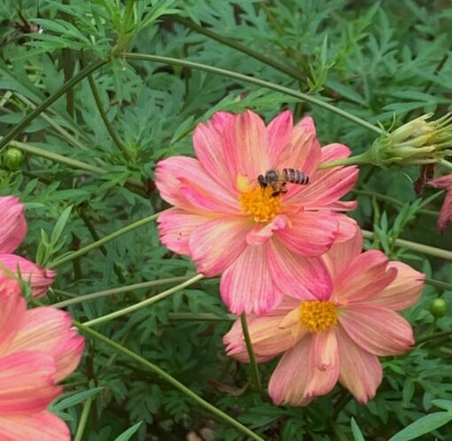 Cosmos Bicolor Open Pollinated heirloom non-gmo garden seeds