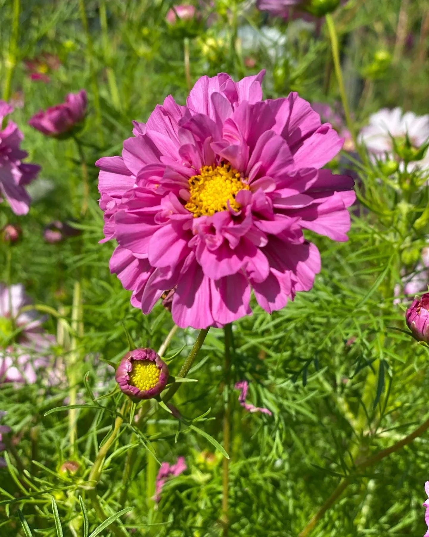 Cosmos Seeds - Double Click - Rose Bon Bon