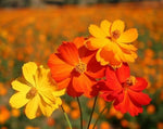 Cosmos Bright Light Open Pollinated heirloom non-gmo organic garden seeds