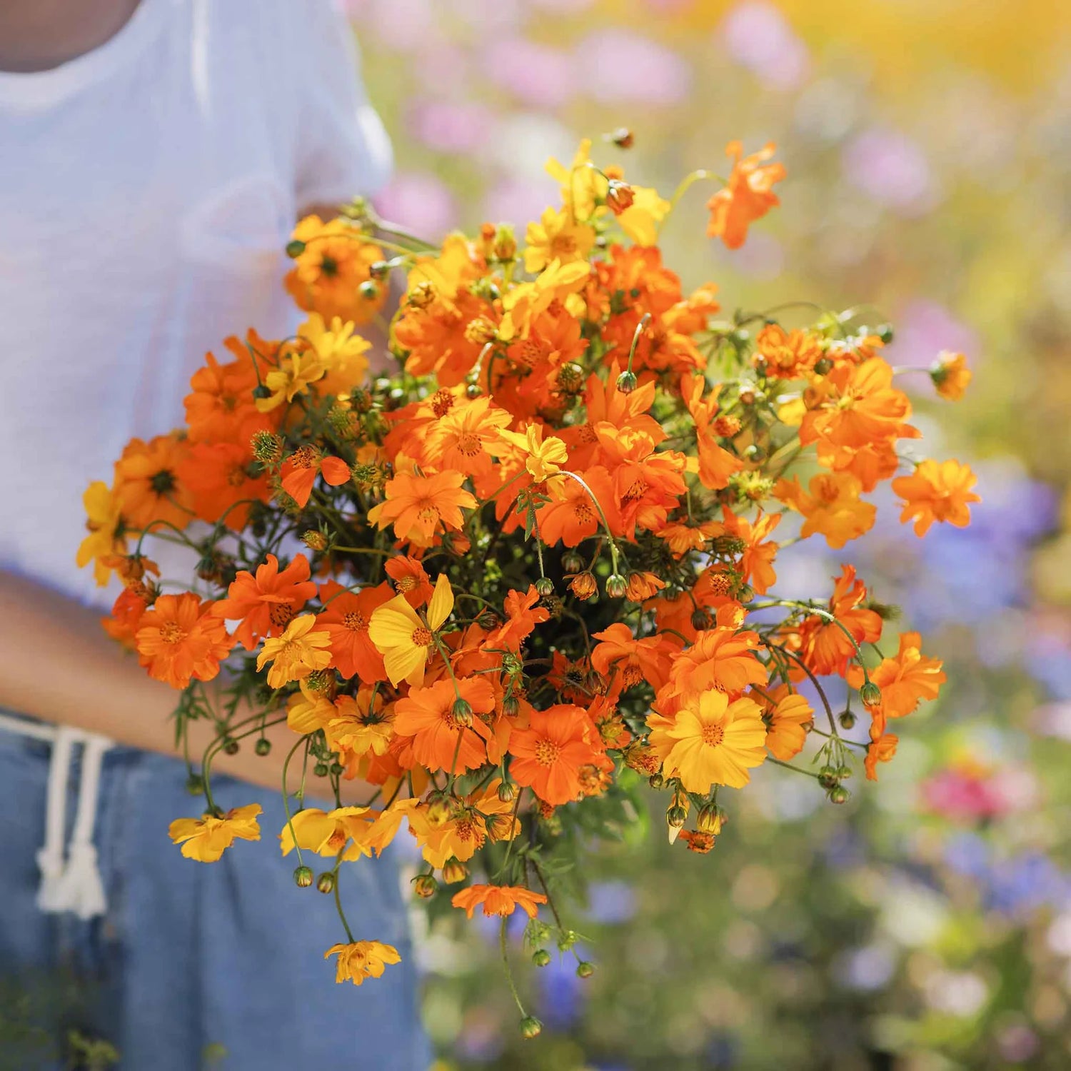 Sulphur Cosmos Seeds - Bright Lights