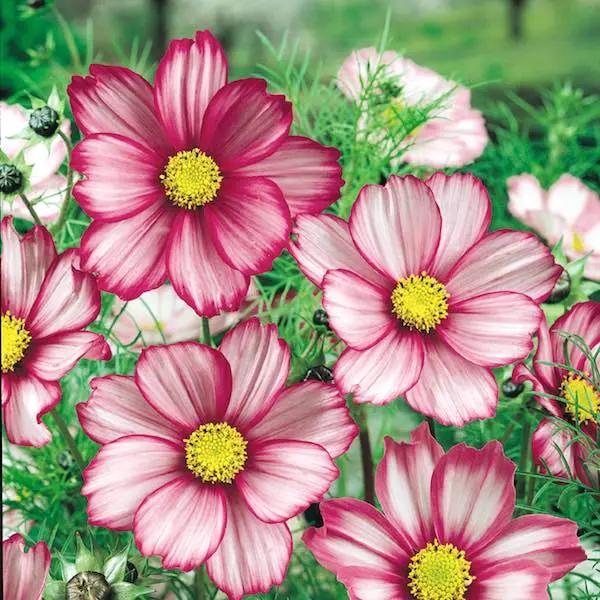 Candy Stripe Cosmos Flower Seeds for Planting – Vibrant, Non-GMO, Heirloom Seeds for planting in home garden