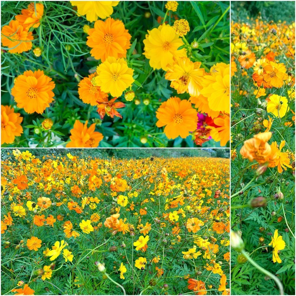 Sulphur Cosmos Seeds - Sulphur Carpet Mix