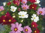 Cosmos Casanova Imported heirloom non-gmo garden seeds