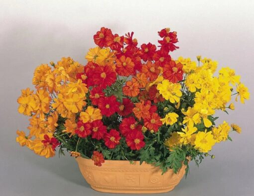 Cosmos Cosmic Imported heirloom non-gmo garden seeds