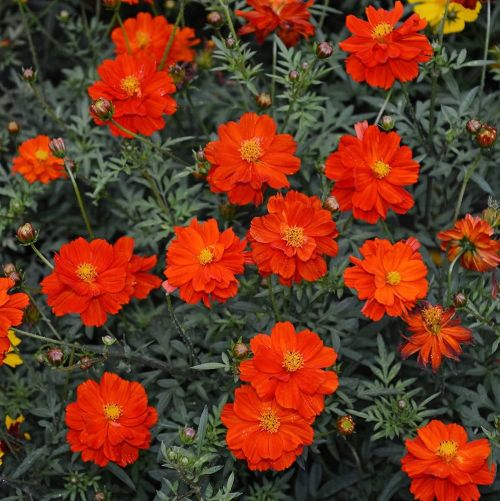 Cosmos Cosmic Red Imported heirloom non-gmo garden seeds