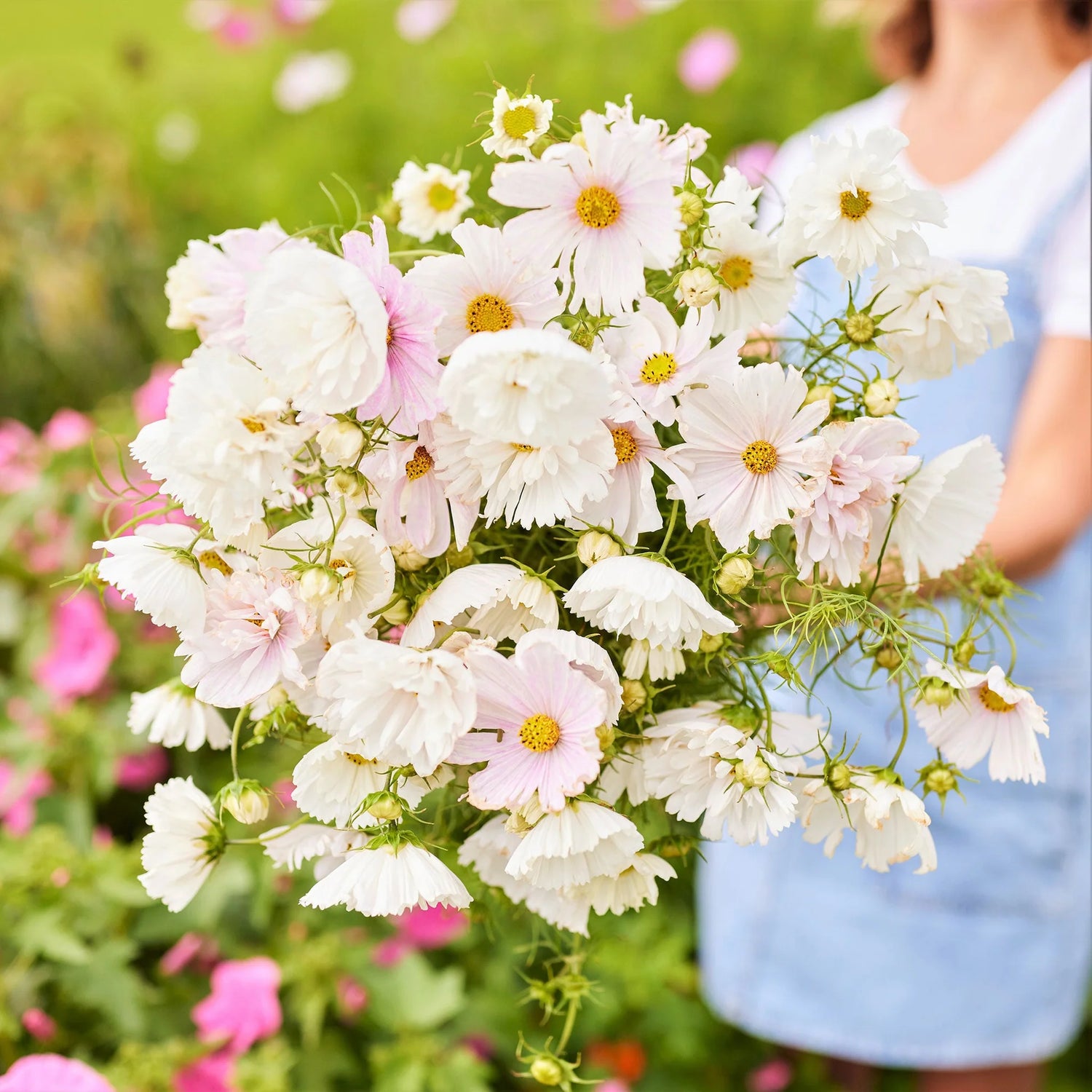 Cosmos Seeds - Cupcake Blush