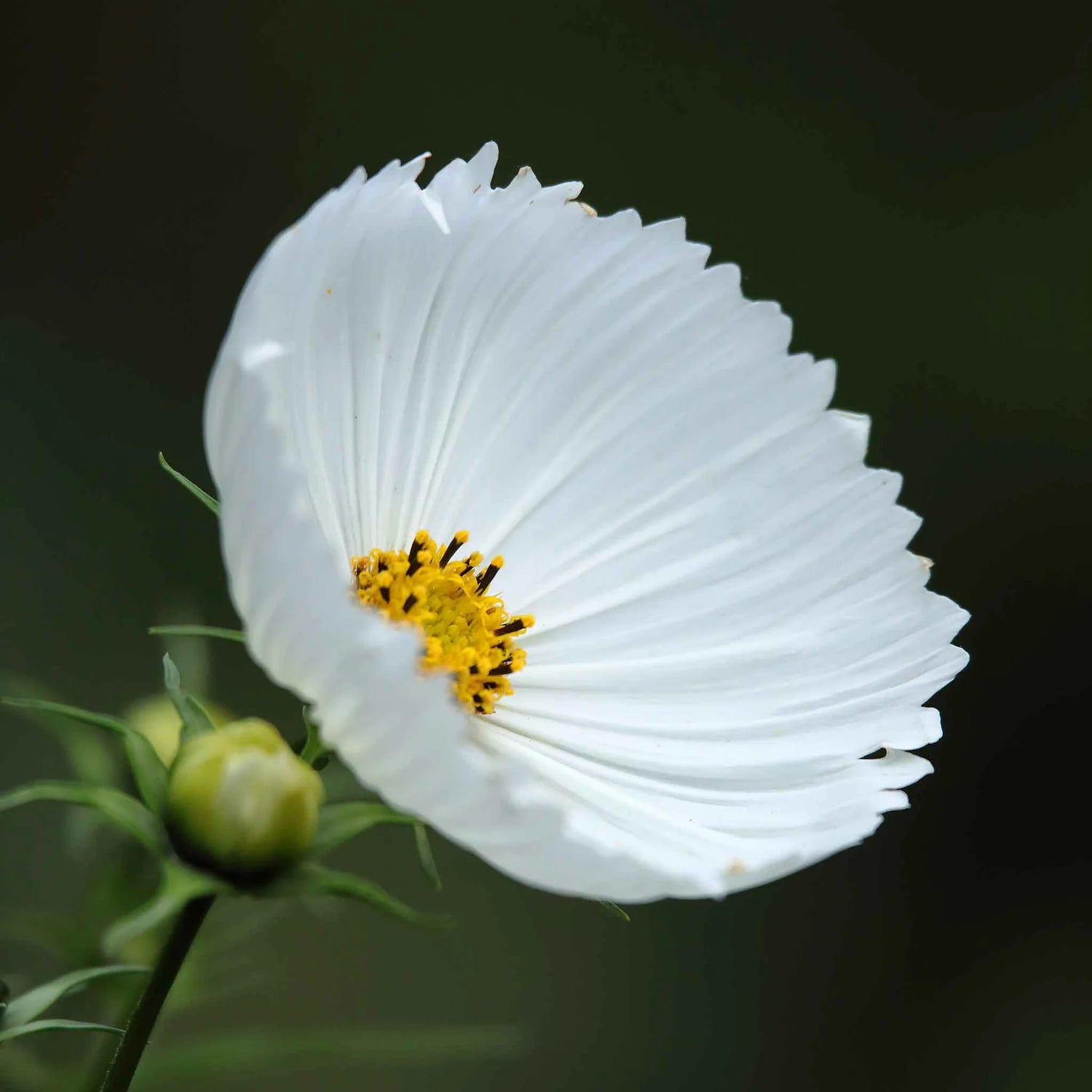 Cosmos Seeds - Cupcake White