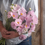 Cosmos Cupcakes Blush Imported heirloom non-gmo garden seeds