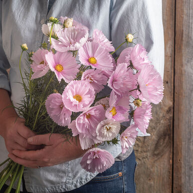 Cosmos Cupcakes Blush Imported heirloom non-gmo garden seeds