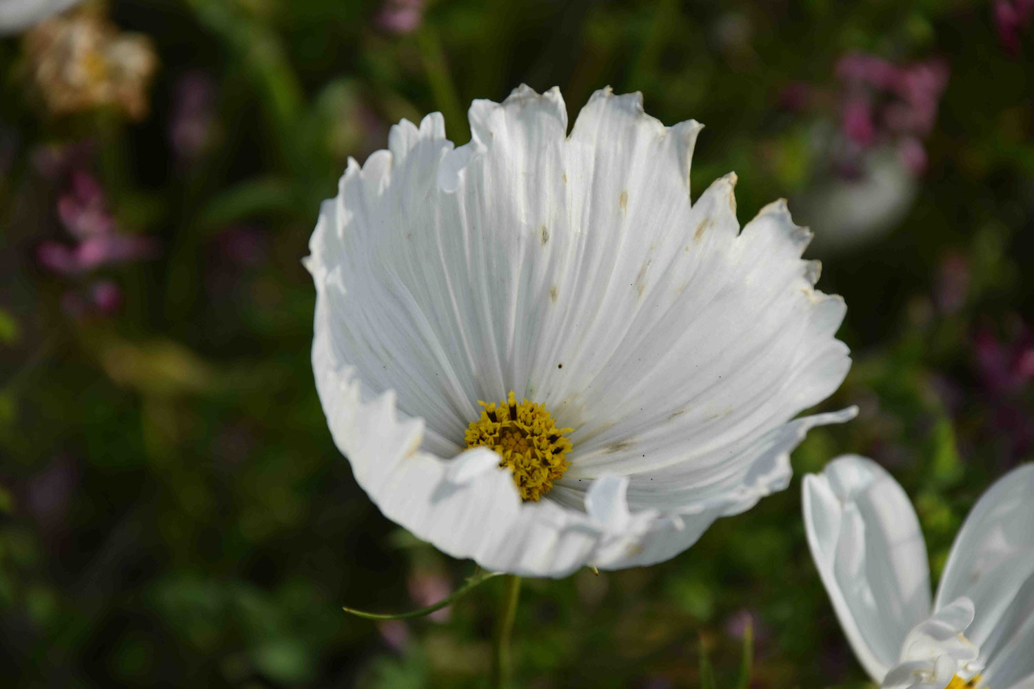 Cosmos Seeds - Cupcake White