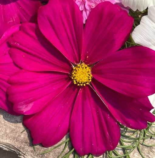 Cosmos Dark Pink Open Pollinated heirloom non-gmo organic garden seeds