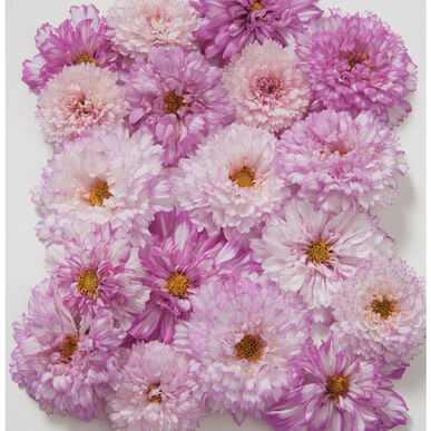 Cosmos Double Click Bicolor Pink Imported heirloom non-gmo garden seeds