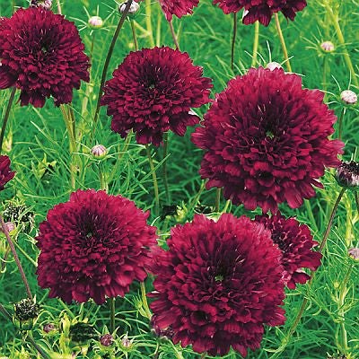 Cosmos Double Click Cranberries Imported heirloom non-gmo garden seeds