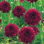 Cosmos Double Click Cranberries Imported heirloom non-gmo garden seeds