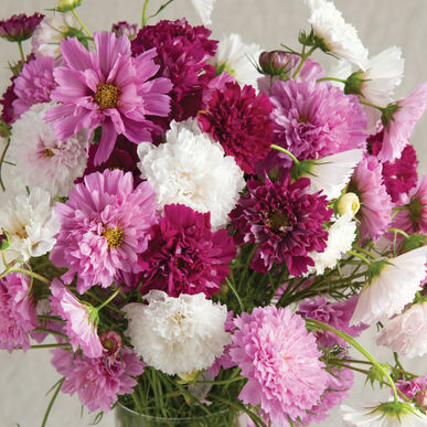 Cosmos Double Imported heirloom non-gmo garden seeds