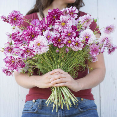 Cosmos Double Click Bicolor Violet Imported heirloom non-gmo garden seeds